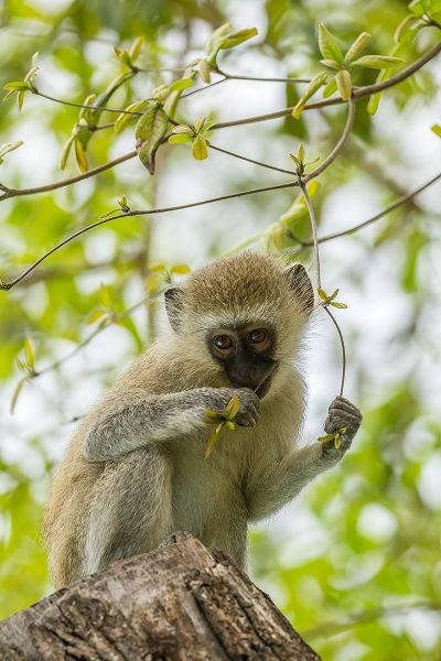 Africa-Tanzania-Tarangire National Park Young vervet monkey close-up